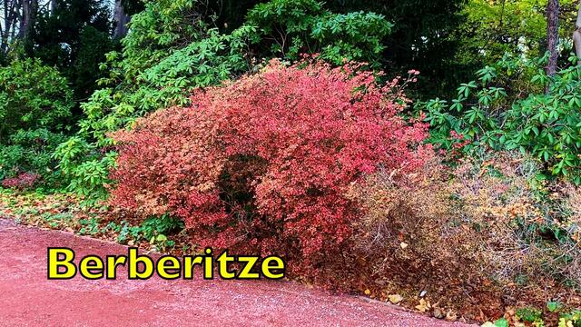 13. November 2020. I. Stadtpark in Hannover am Congress Centrum. Bleibt gesund!
