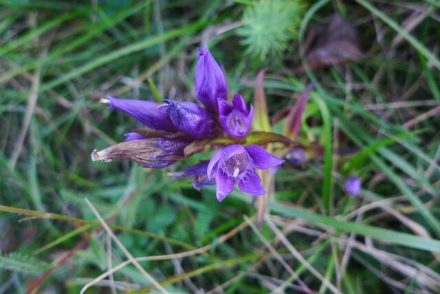 Deutscher Enzian (Gentiana germanica)