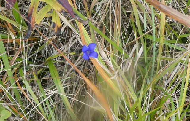 Fransenenzian (Gentianella ciliata)