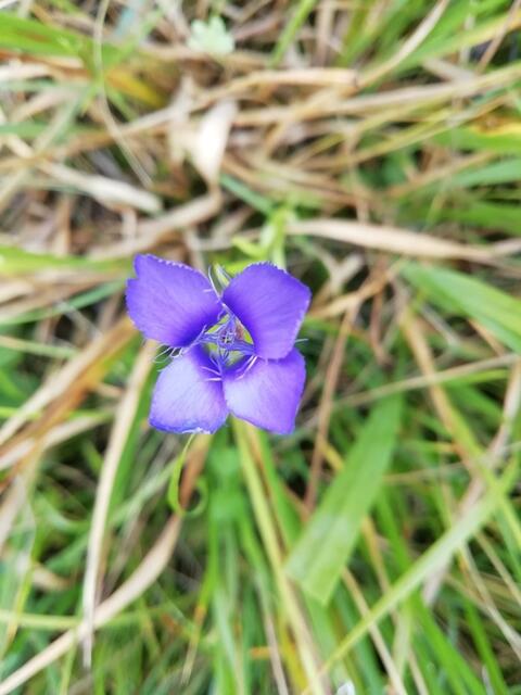 Fransenenzian (Gentianella ciliata)