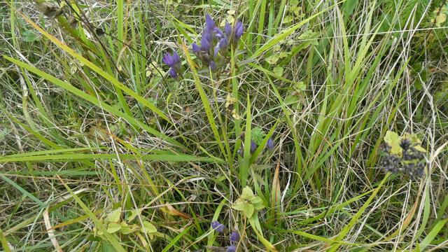 Deutscher Enzian (Gentiana germanica)