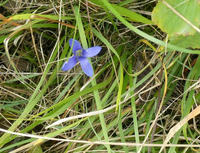 Fransenenzian (Gentianella ciliata)