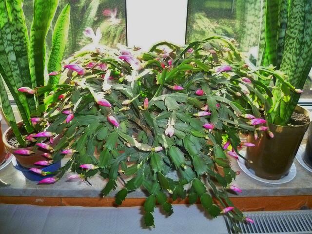 Sie haben wieder geblüht - bis 24.11.2020 !