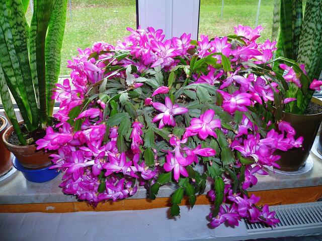 Sie haben wieder geblüht - bis 24.11.2020 !