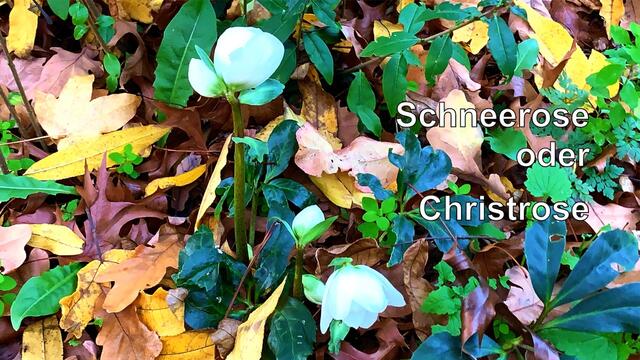 22. November 2020. Spaziergang im Park GDA Hannover. Bleibt gesund!