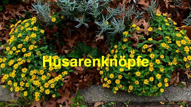 22. November 2020. Spaziergang im Park GDA Hannover. Bleibt gesund!