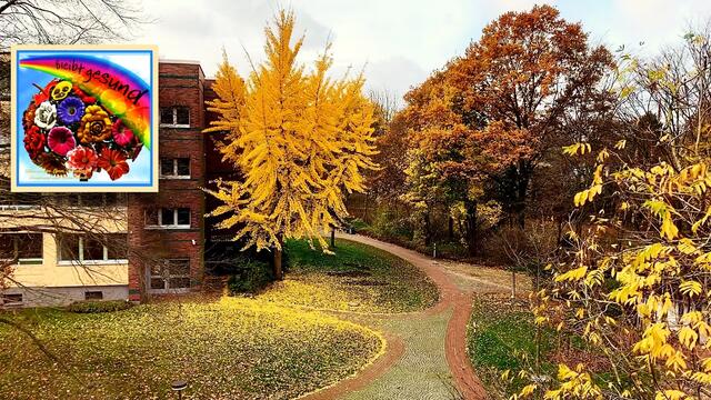 24.November 2020. Guten Morgen!☀️🌞😃 Bleibt gesund!
Der Wind hat uns heute Morgen einen "Morgengruß" auf den Balkon gewedelt! 
Es ist ein Blatt 🍂von unserem Ginkgo Baum aus dem Park.