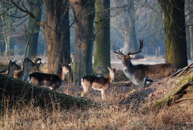 Der Tiergarten in Kirchrode ist ein annähernd natürlicher Hutewald, den das Wild stark beeinflusst. Er kommt den Wäldern des Mittelalters nahe, in die die Bauern ihr Vieh zur Mast in den Wald getrieben haben. | Foto: Christel Wolter