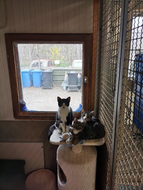Nelson, Noel und Niko