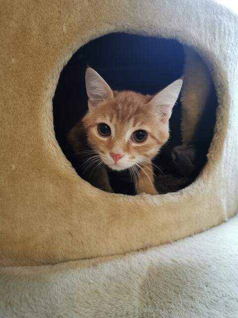 Linus