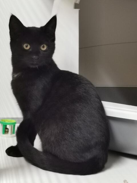 Stella