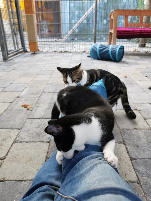 Bonny und Clyde