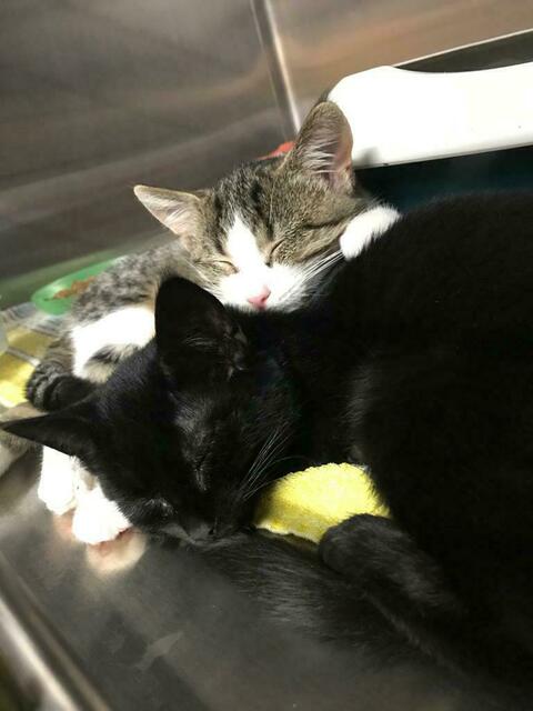 Stella und Amelie