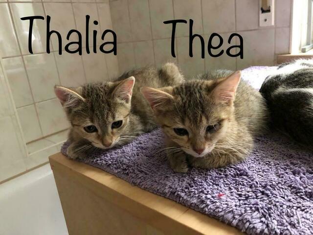 Thalia und Thea (Pflegestelle)