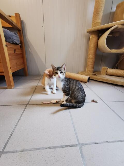 Lotti (vorne)