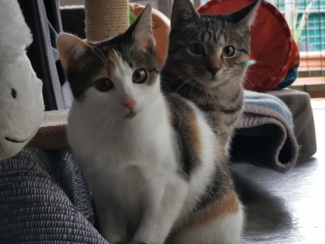 Whoopi und Watson