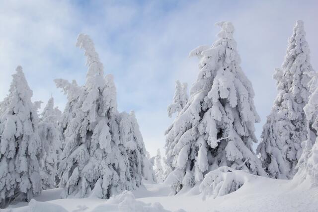 So schön sieht es leider immer seltener aus. Durch den Klimawandel ist auch der Harz nicht mehr schneesicher.