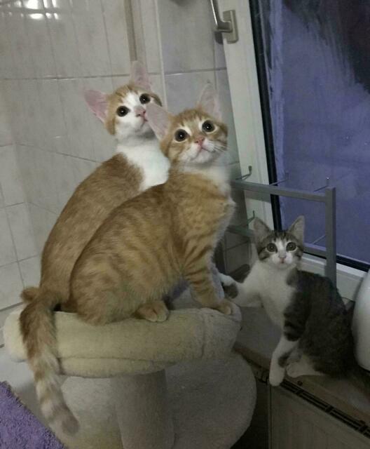 Lars, Linus und Lotti