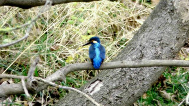 Eisvogel