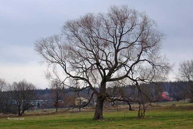 ein uralter Baum in Scheibenberg