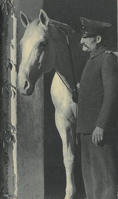 Gestütswärter Ernst Bormann in Bajorgallen mit Cancara, einem seiner Lieblingshengste | Foto: Quelle: Walter Franz: Im Lande der Pferde - Trakehnen, Grenzland Verlag 1937, S.97