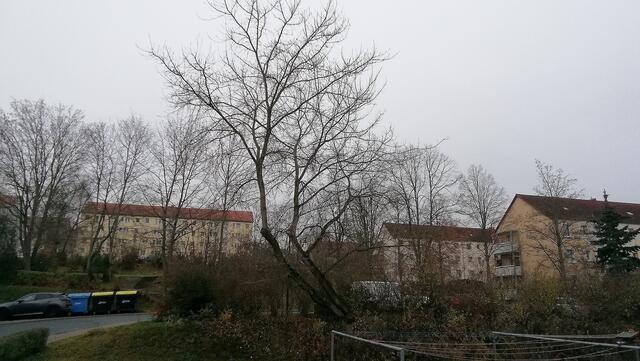 !!! 13.12.2020- Fensterblick Sonntagsbilder 13.12.2020 (48) !!!Temperaturen : Nachts 5,1 Grad / 10:23  6,2 Grad / 14:33  6,5 Grad