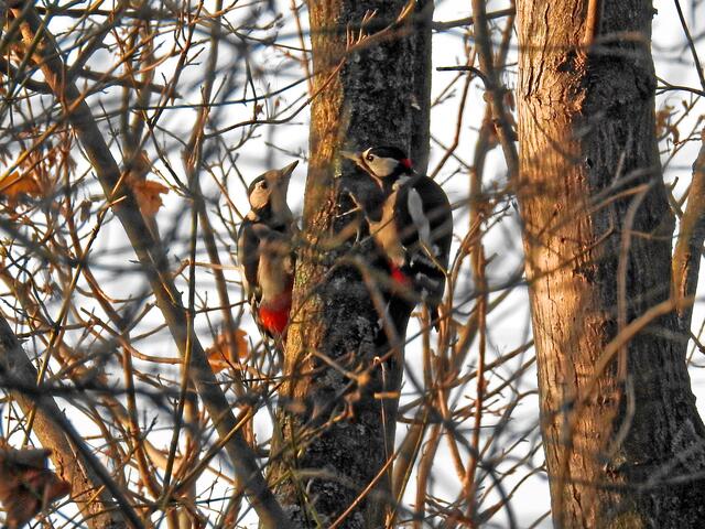Und so ging es im dichten Geäst immer weiter. Der Fotograf hatte Freudentränen im Auge!