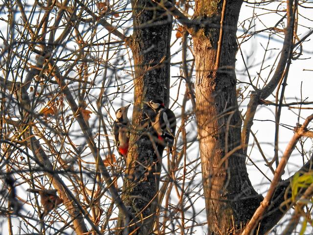 °°Klar, jetzt hab ich dich!°°