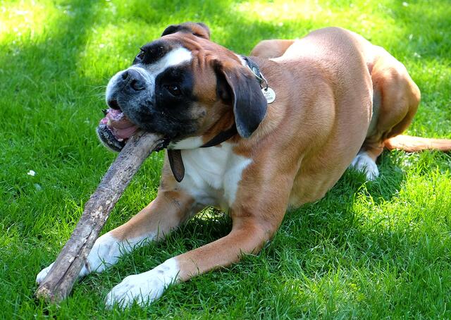 Heute sind es Familienhunde mit einem ruhigen und ausgeglichenem Charakter.