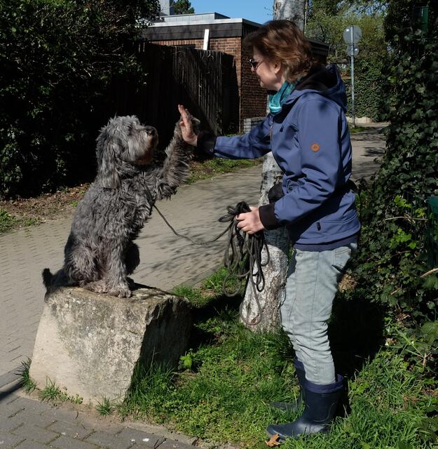 Und auch ihm macht, wie fast allen Hunden, das Trainieren Spaß. Natürlich auch, wenn´s dafür ein kleines Leckerli gibt.