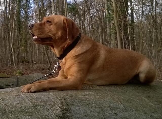 Der Labrador Retriever kommt von Kanadas Ostküste. Es sind gutmütige, geduldige und freundliche Hunde.