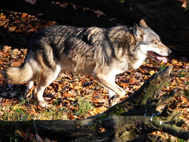 Der Urvalter aller Hunde ist der Wolf. Auch wenn man es manchmal kaum glauben mag. Von ihm stammen alle Hunderassen ab.