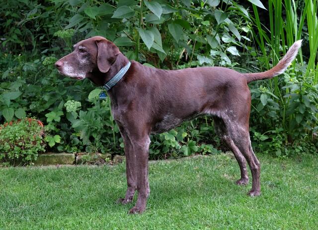 Jagdhunde (Bracken) stehen dem Wolf nahe. Ihre Schädelformen gleichen annähernd denen ihres Urahnen.