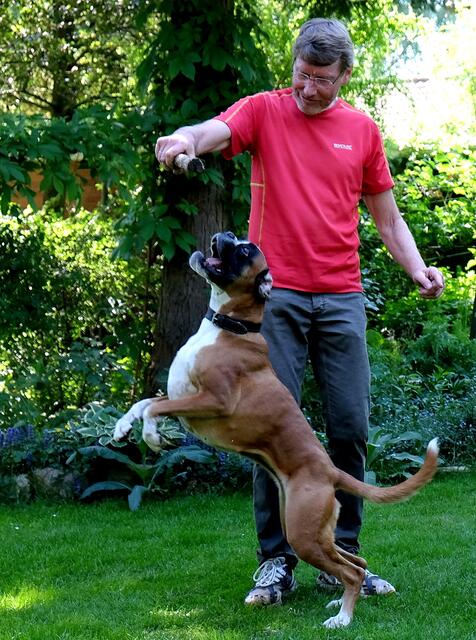 Wie die meisten Hunde, spielen sie gern.