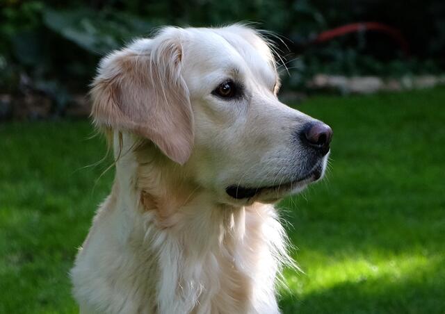 Der Golden Retriever stammt aus Großbritannien. Er hat ein sanftes, freundliches Wesen und ist deswegen ein beliebter Familienhund.