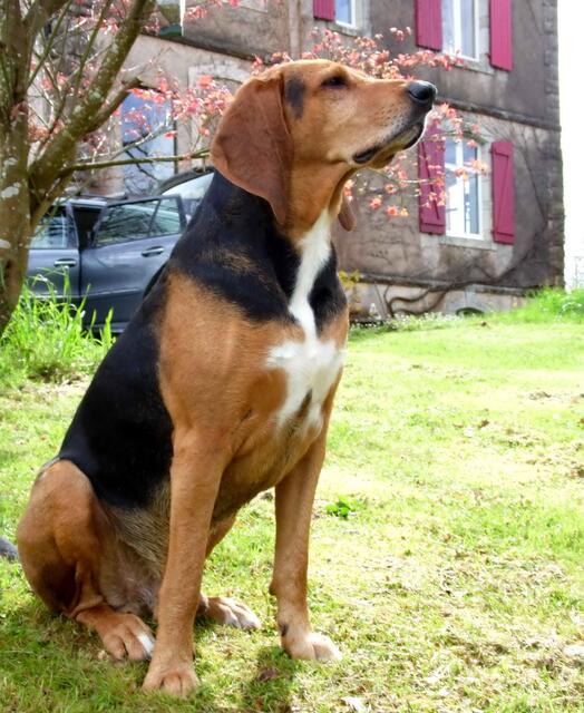 Zu den Schweißhunden gehört der Bloodhound. Er ist groß und wird 50 Kilogramm schwer. Zur Jagd von größerem Wild wurde er früher eingesetzt.