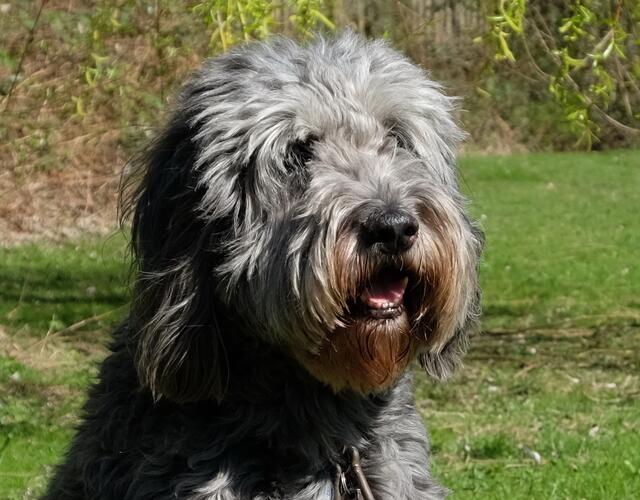 Der Labradoodle ist eine Mischung aus dem Labrador und dem Großpudel.