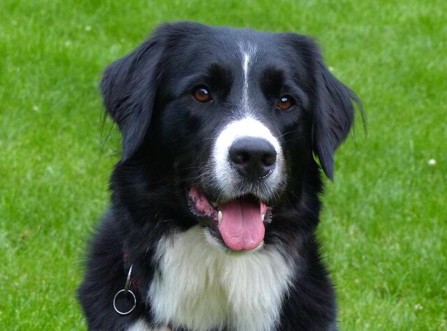 Doch dann wird er ziemlich groß, ein Mischling zwischen Bernasenn und Border Collie.