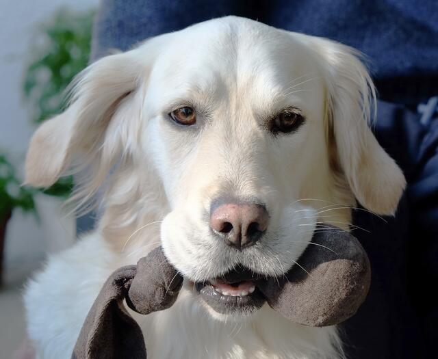 Fast neun Millionen Hunde gibt es in Deutschland. Und normalerweise kommen Hund und Mensch gut miteinander aus. Keiner möchte auf den anderen verzichten.