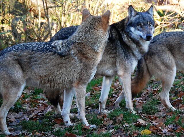 Er lebt in Familienverbänden und hat ein ausgesprochen soziales Wesen. In organisierten Gruppen geht er auf Jagd.