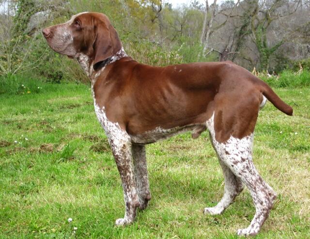 Der Bracco ist ein großer, italienischer Jagdhund, der viel Bewegung braucht und der ein guter Läufer ist.