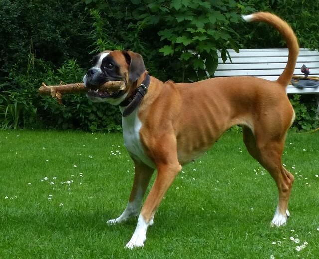 Im Mittelalter wurden Boxer als "Bullenbeißer" zur Jagd gegen wehrhafte Tiere eingesetzt.