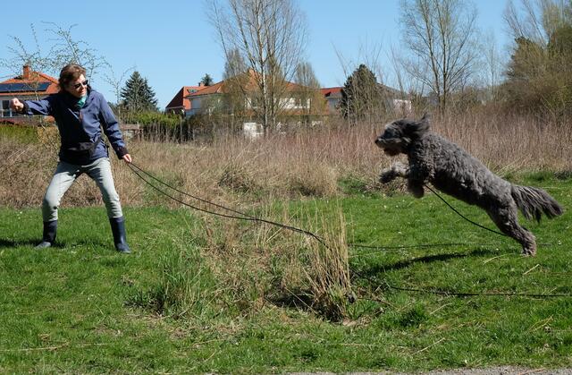 Er ist ein freundlicher Familienhund, der sich gern bewegt.