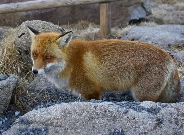 Zu den Hundeartigen gehören auch Schakale, Kojoten und dieser halbzahme Fuchs auf dem Brocken. | Foto: Markus Wolter