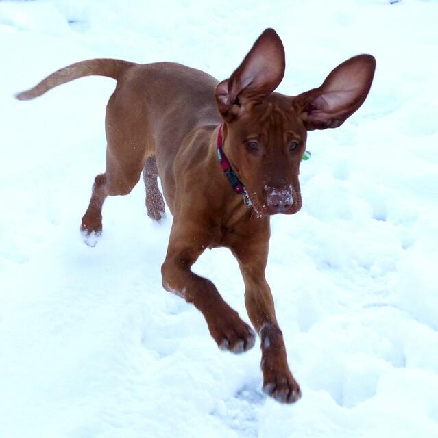 Auch er ist verspielt, und im Schnee herumtoben macht natürlich besonders viel Spaß.