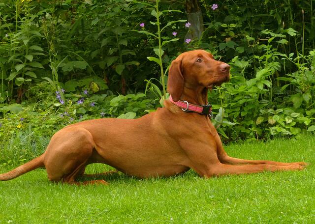 Der Vizsla ist ein ungarischer Vorstehhund, der ursprünglich aus Asien stammt.