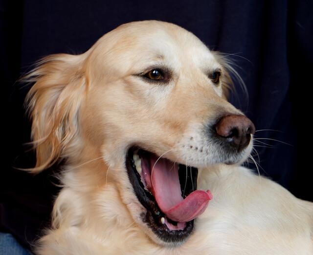 Ursprünglich wurde er als Jagdhund zum Apportieren von Wasservögeln abgerichtet.
