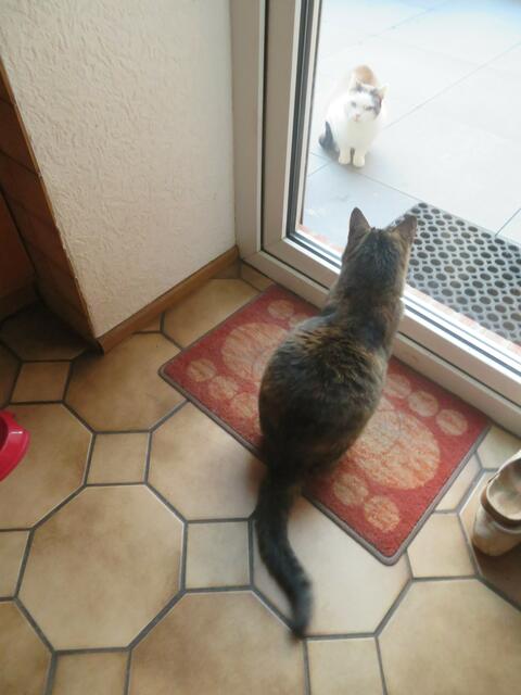 Da sitzt die Katze,heißt Mitzi,ich mag sie nicht,habe mich ganz dick gemacht,das hat die nicht gestört.