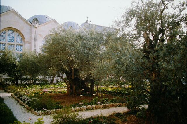 Im Garten Gethsemane. Das Alter der Olivenbäume wird auf mindestens 2000 Jahre zurückdatiert. Sie sollen Jesus schon miterlebt haben ...