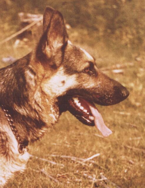 Optisch aber ist der Deutsche Schäferhund dem Wolf am ähnlichsten. Ende des 19. Jahrhunderts ist die Rasse aus einem Hüte- und Wachhund entstanden.
